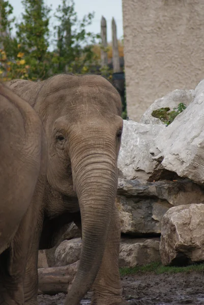 Elefante asiático - Elephas maximus — Foto de Stock