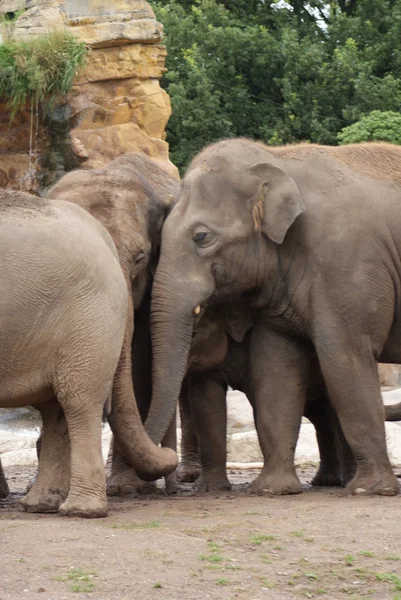 Elefante asiático - Elephas maximus — Foto de Stock