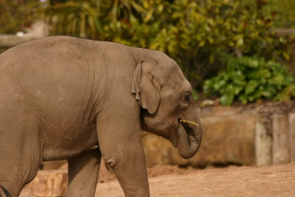 Elefante asiático - Elephas maximus — Foto de Stock