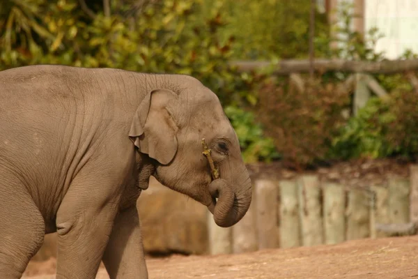 Elefante asiático - Elephas maximus — Foto de Stock