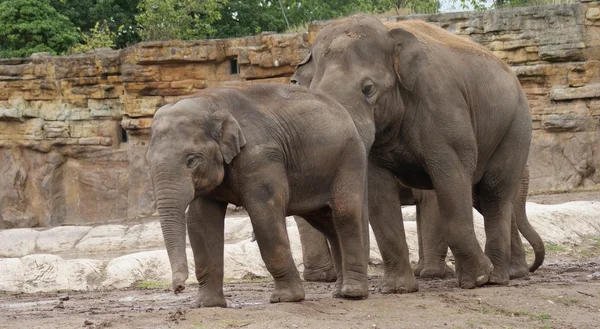 亚洲大象-亚洲象属 maximus — 图库照片