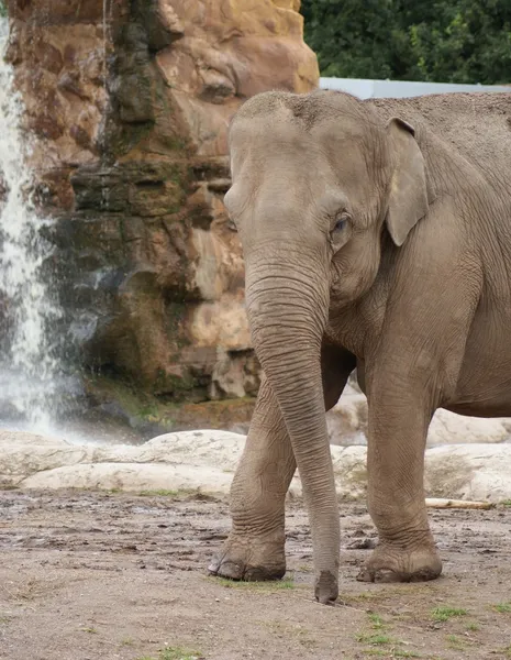 Elefante asiático - Elephas maximus — Foto de Stock