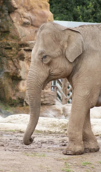 Asiatischer Elefant - elephas maximus — Stockfoto