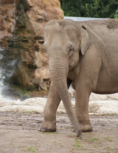 Elefante asiático - Elephas maximus — Foto de Stock