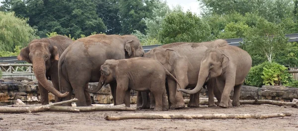 Elefante asiático - Elephas maximus — Foto de Stock