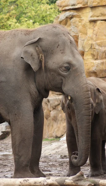 Asya fili - elephas maximus — Stok fotoğraf