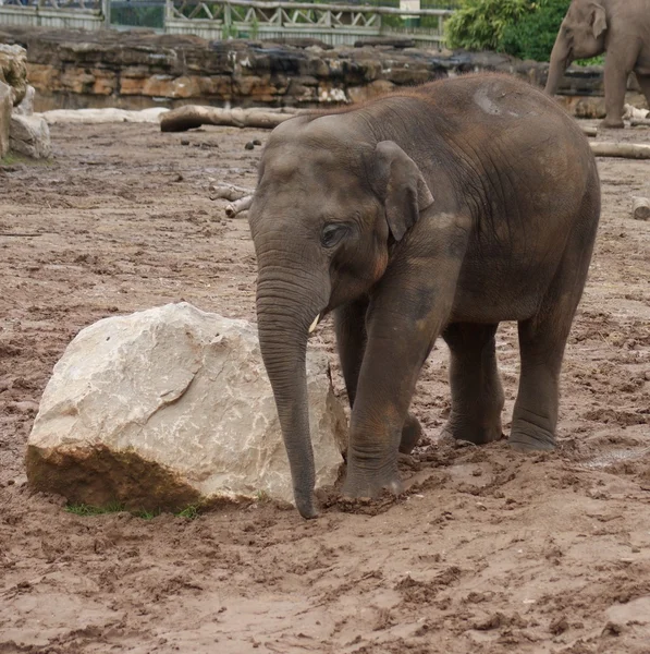 Asya fili - elephas maximus — Stok fotoğraf