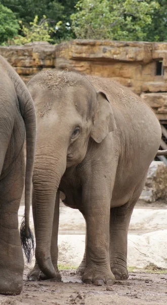 Elefante asiático - Elephas maximus — Fotografia de Stock