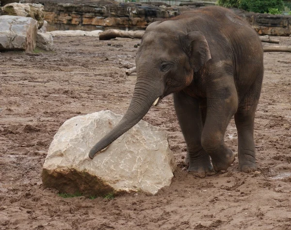 Elefante asiático - Elephas maximus — Foto de Stock