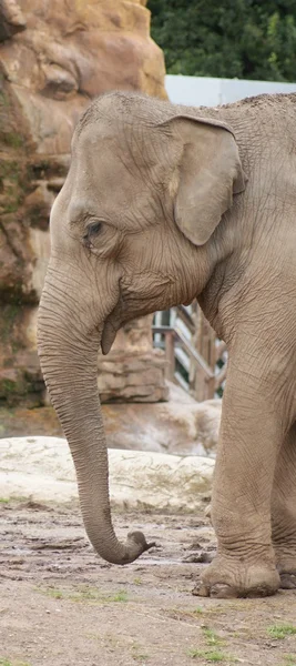 Elefante asiático - Elephas maximus — Foto de Stock