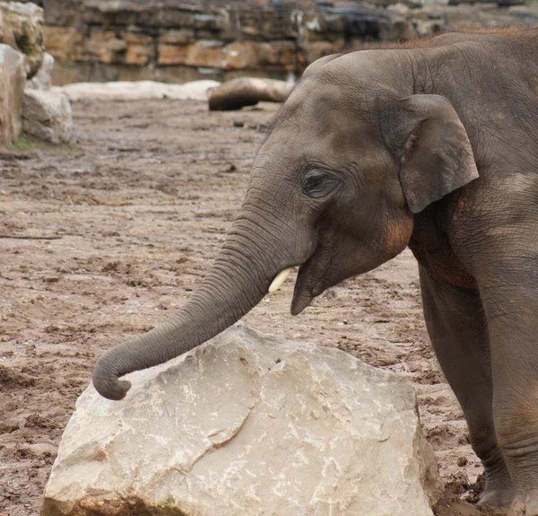 Elefante asiático - Elephas maximus — Foto de Stock