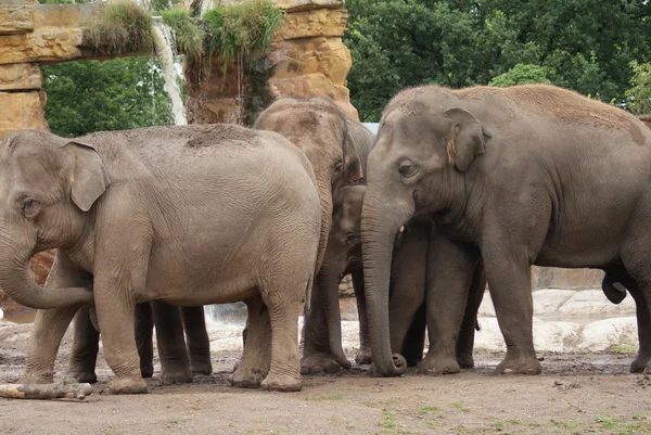 Asiatisk elefant - elephas maximus — Stockfoto