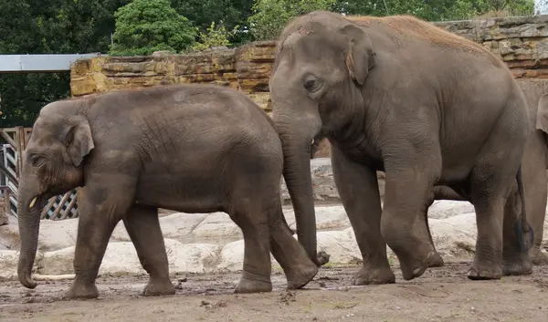 Asiatischer Elefant - elephas maximus — Stockfoto
