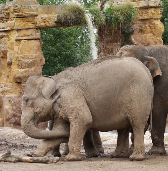 Asian Elephant - Elephas maximus — Stock Photo, Image