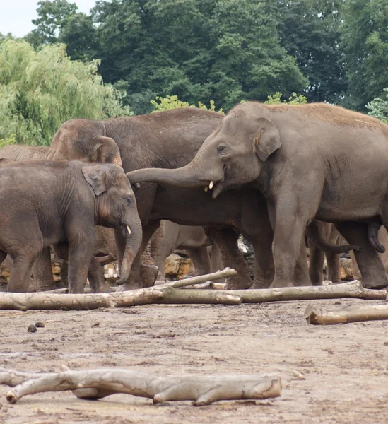 Elefante asiático - Elephas maximus — Fotografia de Stock