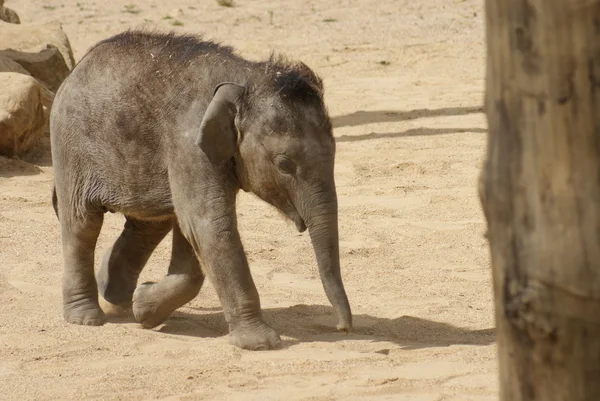 Asiatischer Elefant - elephas maximus — Stockfoto