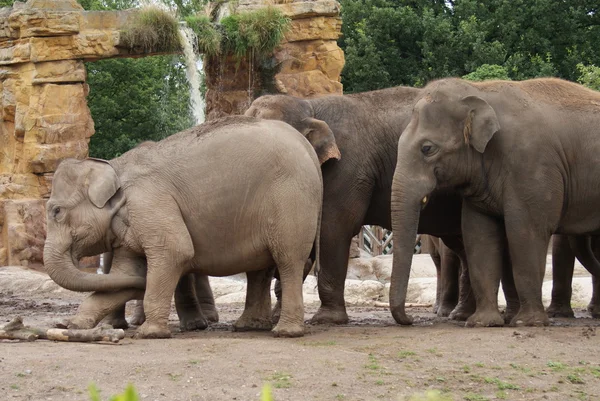 Asiatisk elefant - elephas maximus — Stockfoto