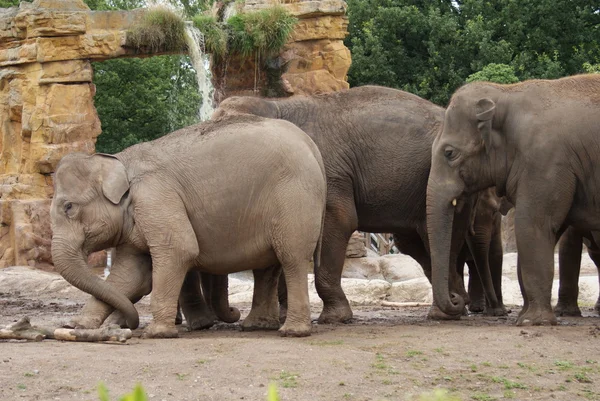 Asian Elephant - Elephas maximus — Stock Photo, Image