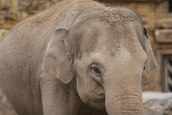 Elefante asiático - Elephas maximus — Foto de Stock