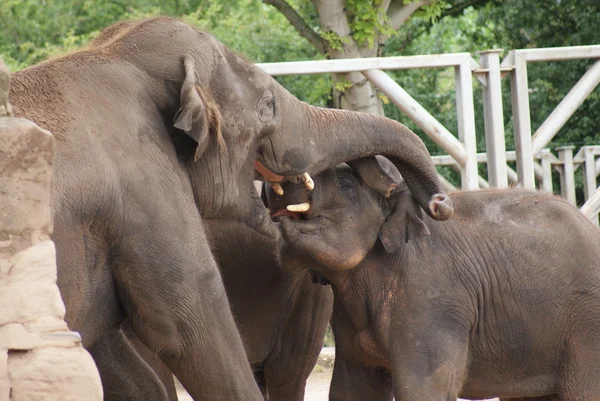Asian Elephant - Elephas maximus — Stock Photo, Image