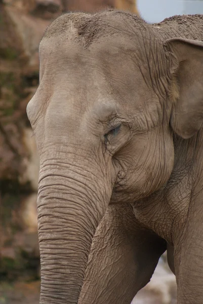 Ázsiai elefánt - Elephas maximus — Stock Fotó
