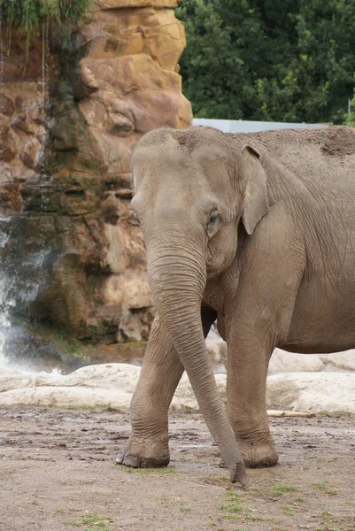 Asiatischer Elefant - elephas maximus — Stockfoto