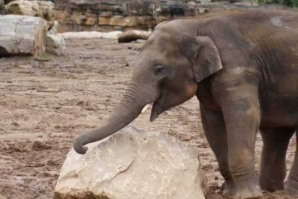 Elefante asiático - Elephas maximus — Foto de Stock