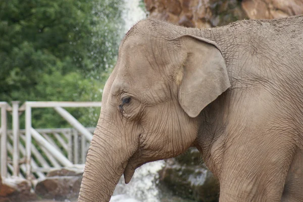 Elefante asiático - Elephas maximus — Foto de Stock