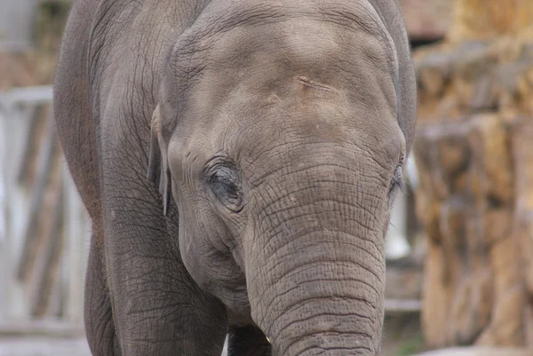 Asya fili - elephas maximus — Stok fotoğraf