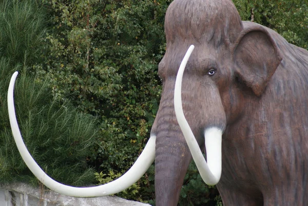 Woolly Mammoth - Mammuthus primigenius — Stock Photo, Image