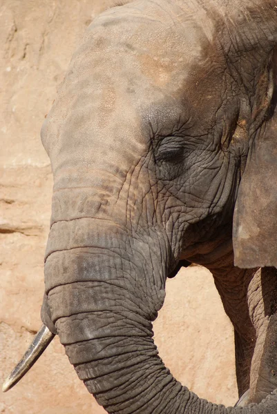 Elefante sudafricano - Loxodonta africana — Foto de Stock