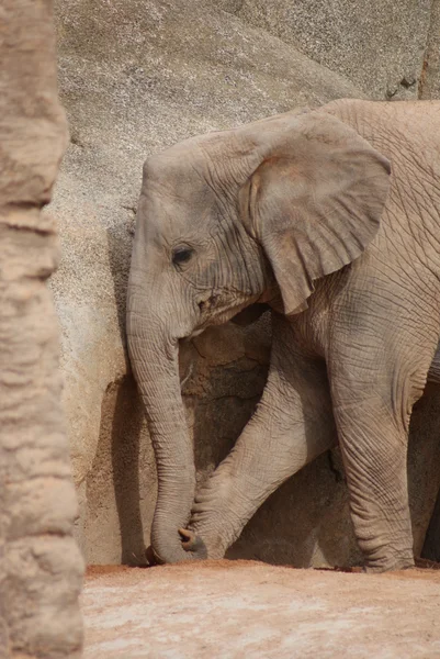Sydafrikanska elefant - loxodonta africana africana — Stockfoto