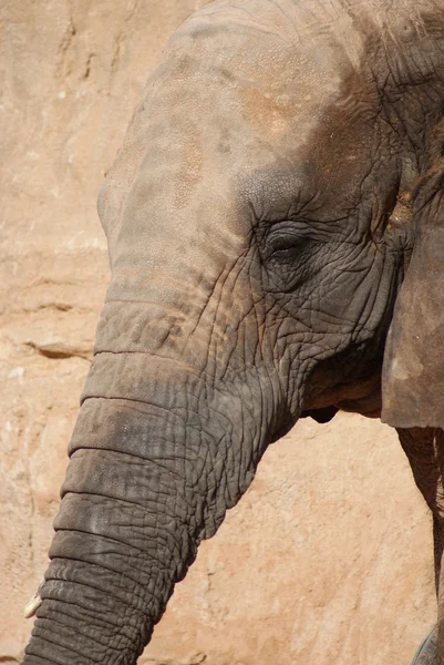 South African Elephant - Loxodonta africana africana — Zdjęcie stockowe