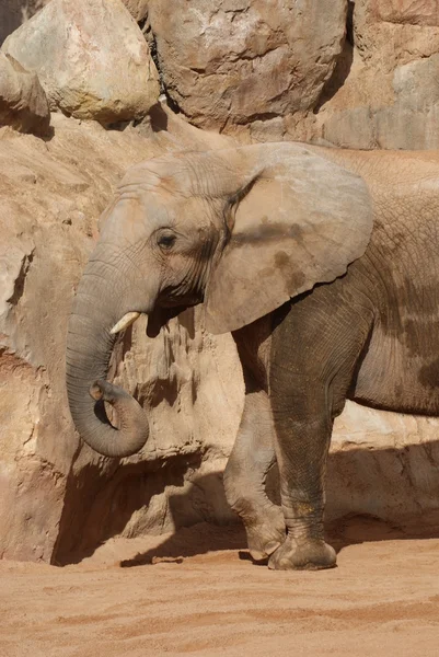 Elefante sudafricano - Loxodonta africana — Foto de Stock