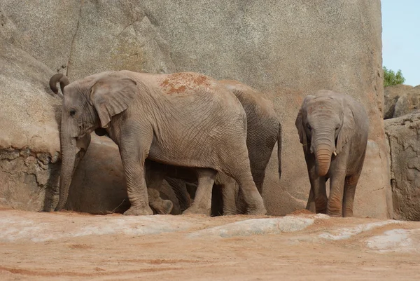 Южноафриканский слон - Loxodonta affaba affaba — стоковое фото