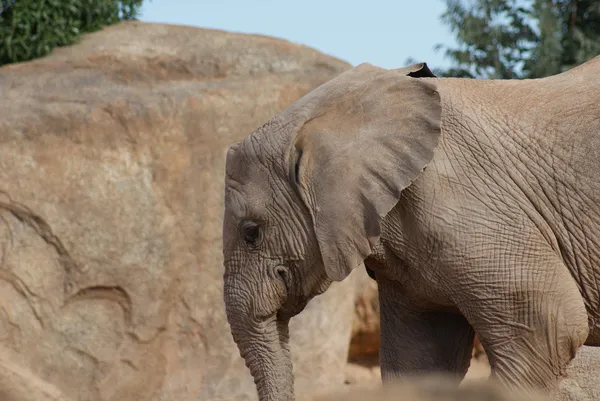 Elefante sudafricano - Loxodonta africana —  Fotos de Stock