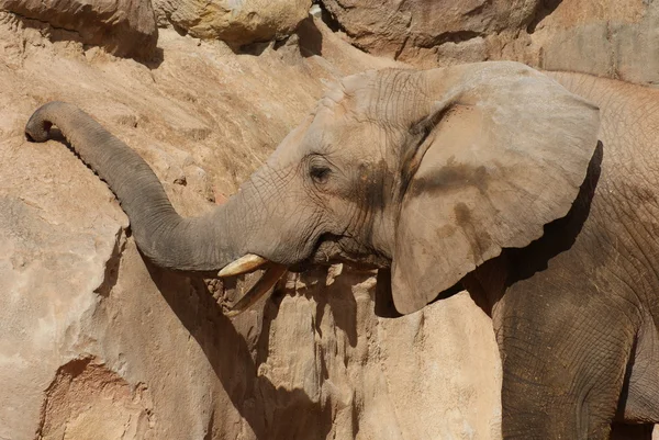 Elefante sudafricano - Loxodonta africana — Foto de Stock