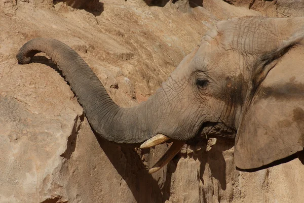 Elefante sudafricano - Loxodonta africana — Foto de Stock