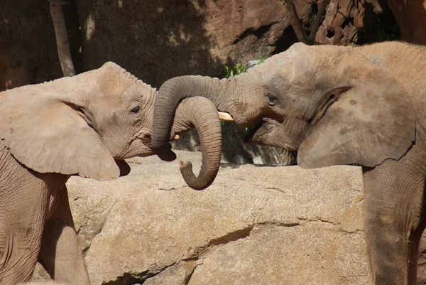非洲布什大象-africana 的爱 — 图库照片