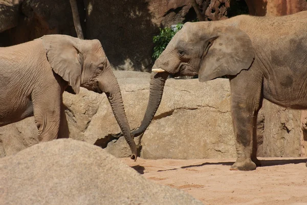 El amor del elefante africano Bush - Loxodonta africana — Foto de Stock