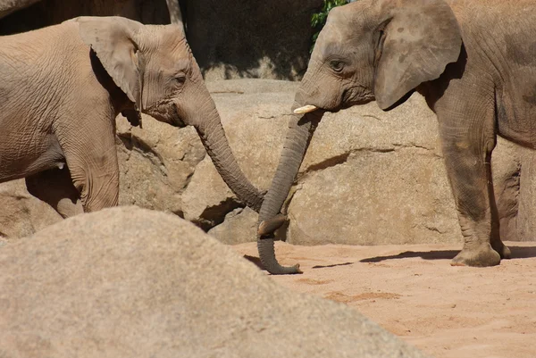 非洲布什大象-africana 的爱 — 图库照片
