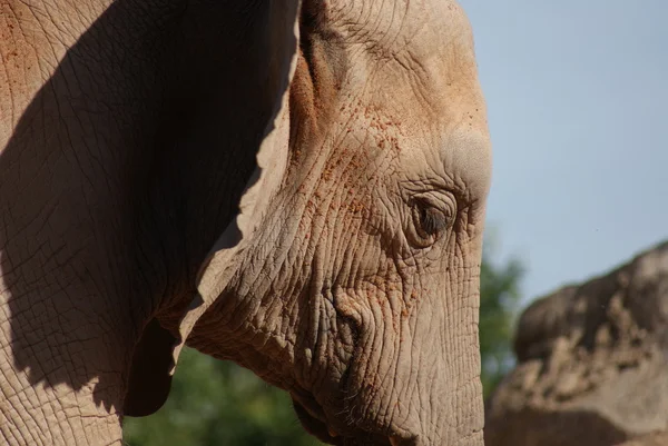 Elefante africano Bush - Loxodonta africana — Foto de Stock