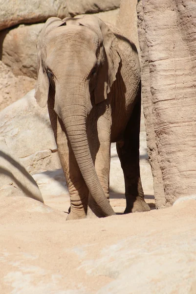 Elefante africano Bush - Loxodonta africana — Foto de Stock