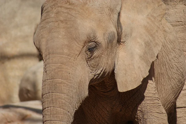 Afrikai elefánt Bush - Loxodonta africana — Stock Fotó