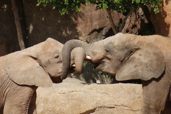 El amor del elefante africano Bush - Loxodonta africana — Foto de Stock