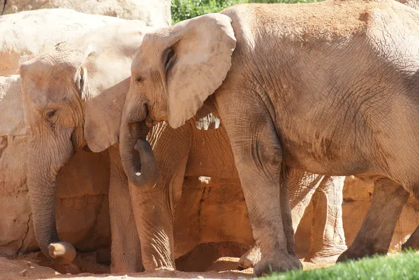 El amor del elefante africano Bush - Loxodonta africana — Foto de Stock