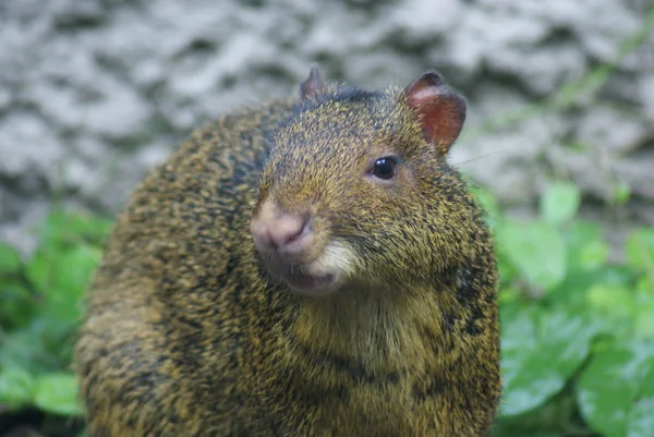 Azara's Agouti - Dasyprocta azarea — Stock Photo, Image