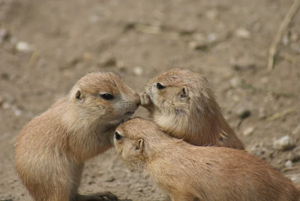 Prairie Marmot de cauda preta - Cynomys ludovicianus — Fotografia de Stock