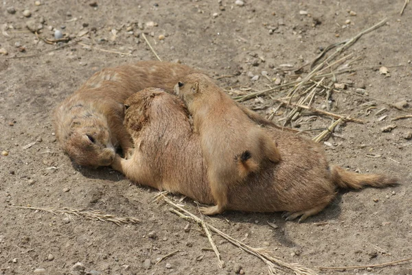 Feketefarkú Prairie mormota - Cynomys ludovicianus — Stock Fotó