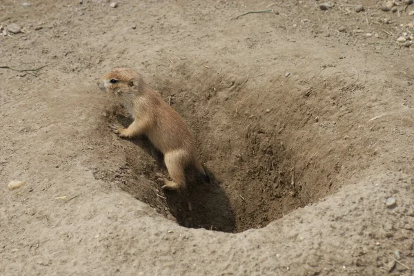 Marmota de la pradera de cola negra - Cynomys ludovicianus —  Fotos de Stock